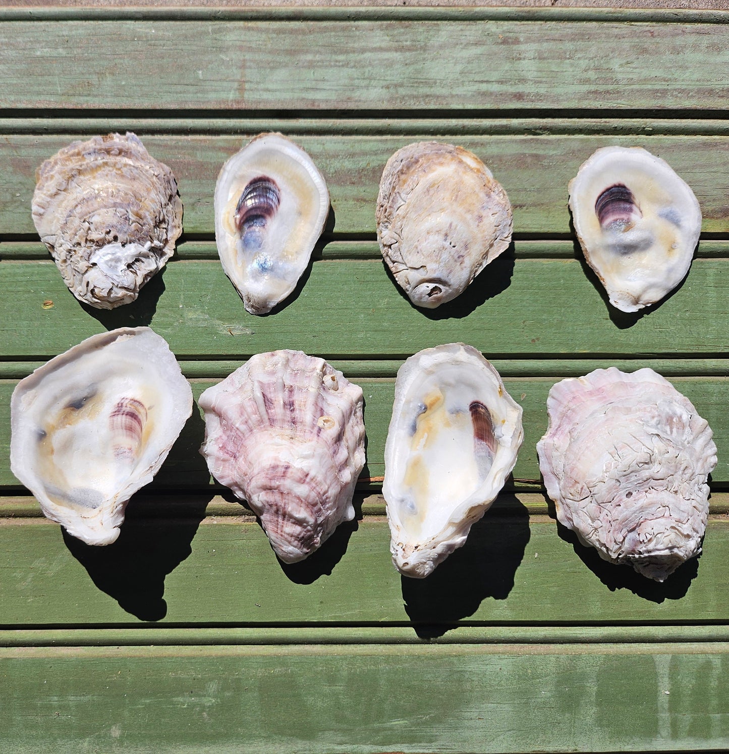 Mixed Oyster Shells (Flats & Cups)