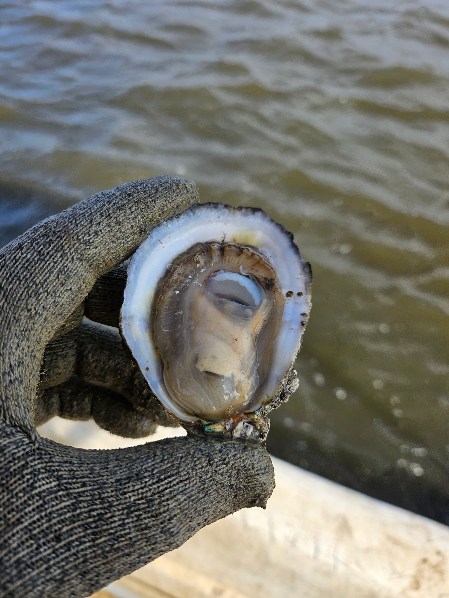 50 Oysters DELIVERED December 7th to New Orleans Area (See PARISHES in Description)