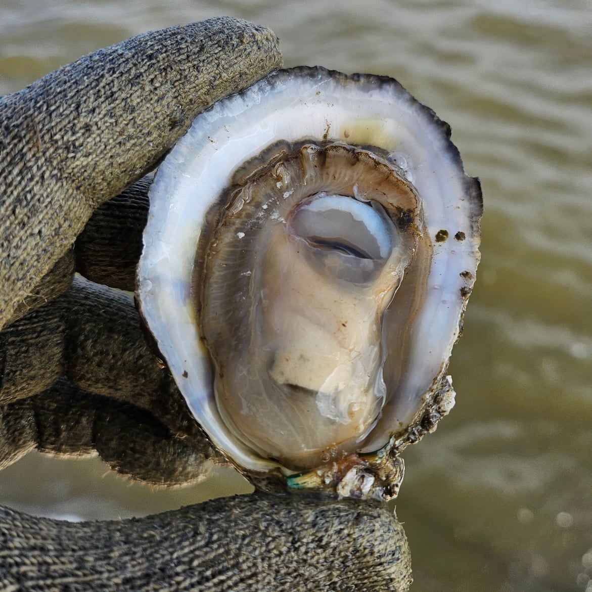 50 Oysters DELIVERED December 17th to New Orleans Area (See PARISHES in Description)