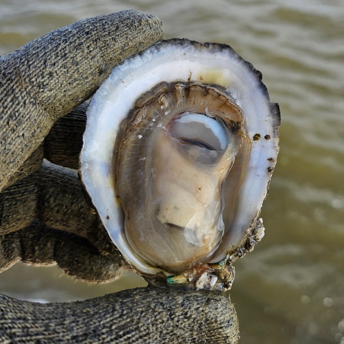 50 Oysters DELIVERED December  17th  to New Orleans Area (See PARISHES in Description)