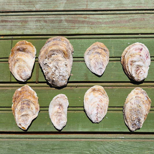 Top "Flat" Shells